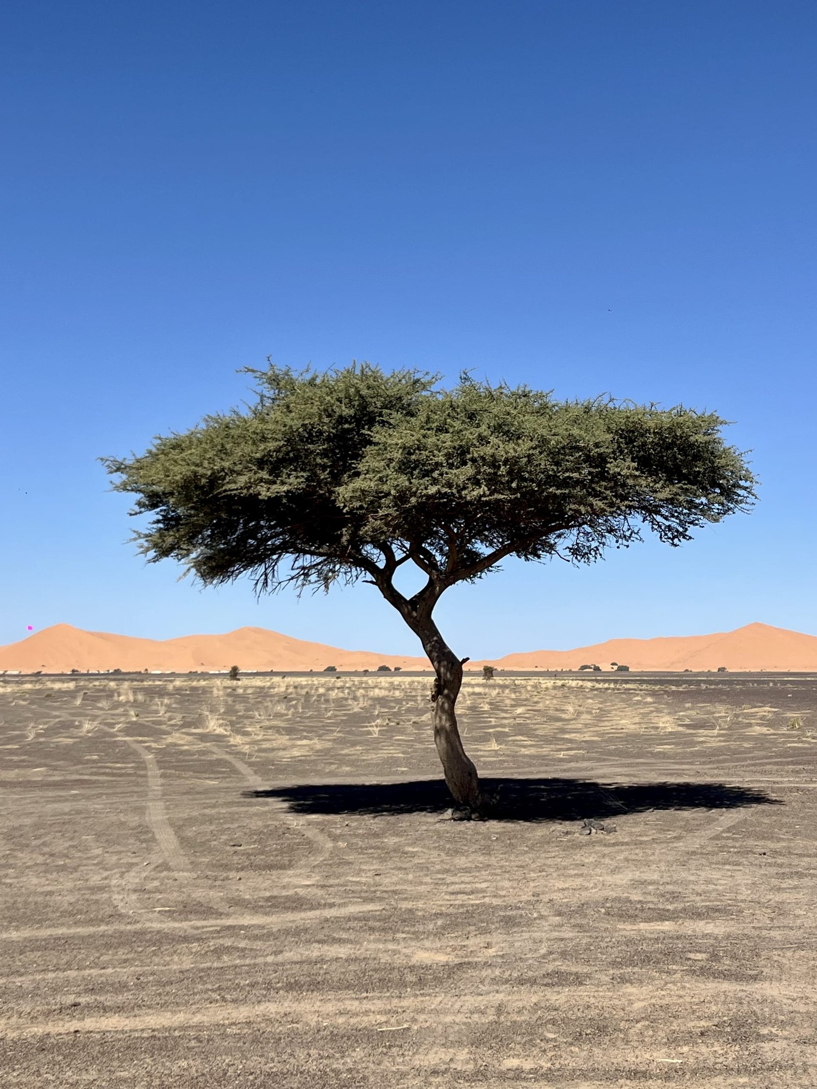 4 Days Marrakech to Sahara Deep Discovery